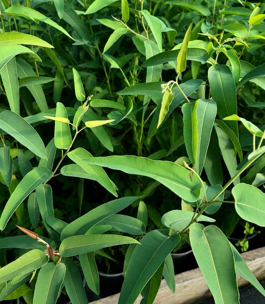 Eucalyptus citriodora